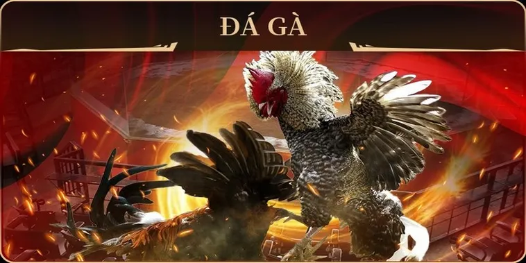 Chinh Phục Sảnh Đá Gà GA28 Tại F8Bet Với Hướng Dẫn Chi Tiết 2 Chinh Phục Sảnh Đá Gà GA28 Tại F8Bet Với Hướng Dẫn Chi Tiết