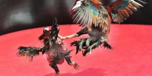 Bí Kíp Chơi Đá Gà Sabong Tại F8Bet Luôn Thắng Từ Các Cao Thủ