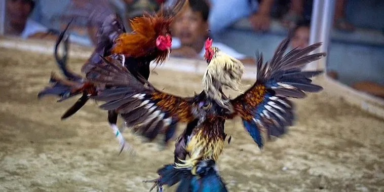 Bí Kíp Chơi Đá Gà Sabong Tại F8Bet Luôn Thắng Từ Các Cao Thủ 2 Bí Kíp Chơi Đá Gà Sabong Tại F8Bet Luôn Thắng Từ Các Cao Thủ